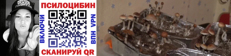 Галлюциногенные грибы Cubensis  Кедровый 